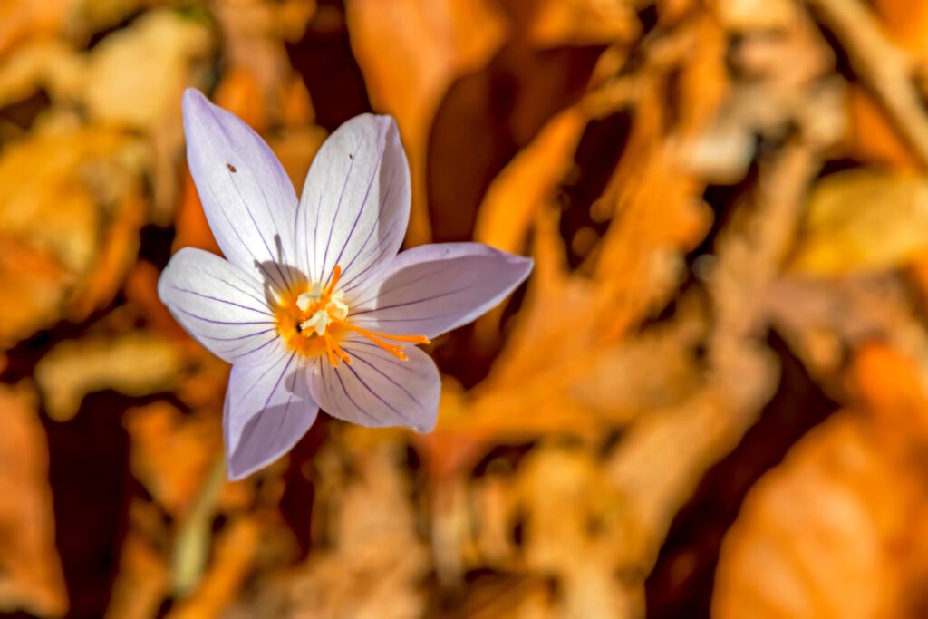 saffron benefit