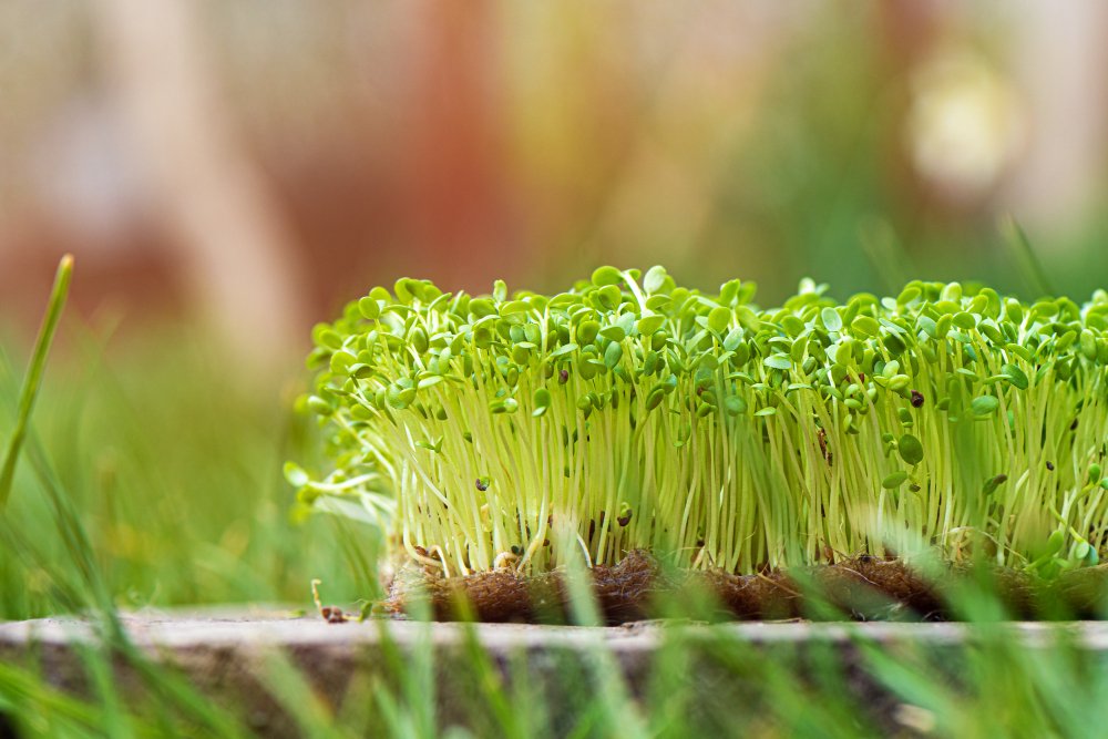 Who Should Eat Broccoli Sprouts? WiserHealth