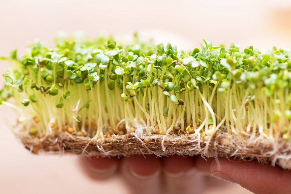 Both broccoli and broccoli sprouts are part of the cruciferous vegetable family WiserHealth
