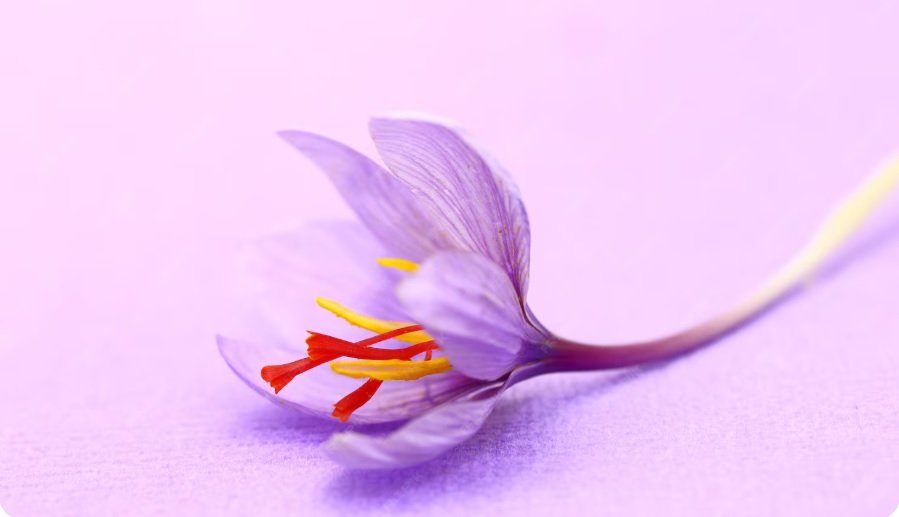 How Saffron Works: Saffron benefits for sexual WiserHealth